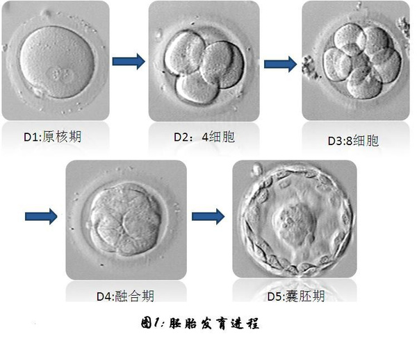 不同的赠卵试管婴儿排卵方案之间有什么区别？排卵方案之间的区别