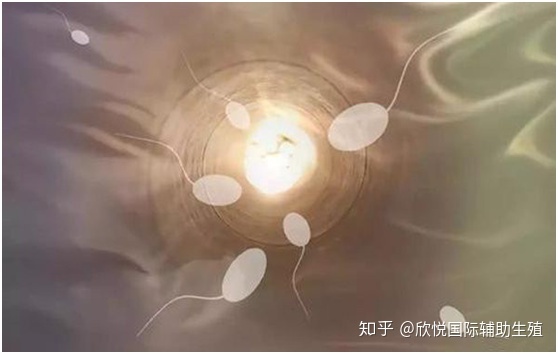中国的借精借卵。武汉同济生殖医学专科医院的供卵代生机构生子自怀试管医生排名