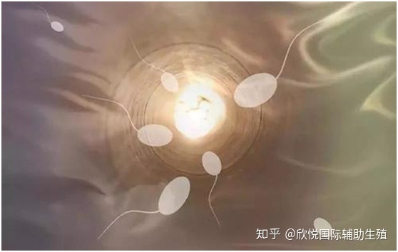 中国的借精借卵。武汉同济生殖医学专科医院的供卵代生机构生子自怀试管医生排名