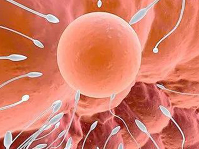 B超显示很多小卵泡就是多囊吗适合进入供卵代怀中介周期治疗吗